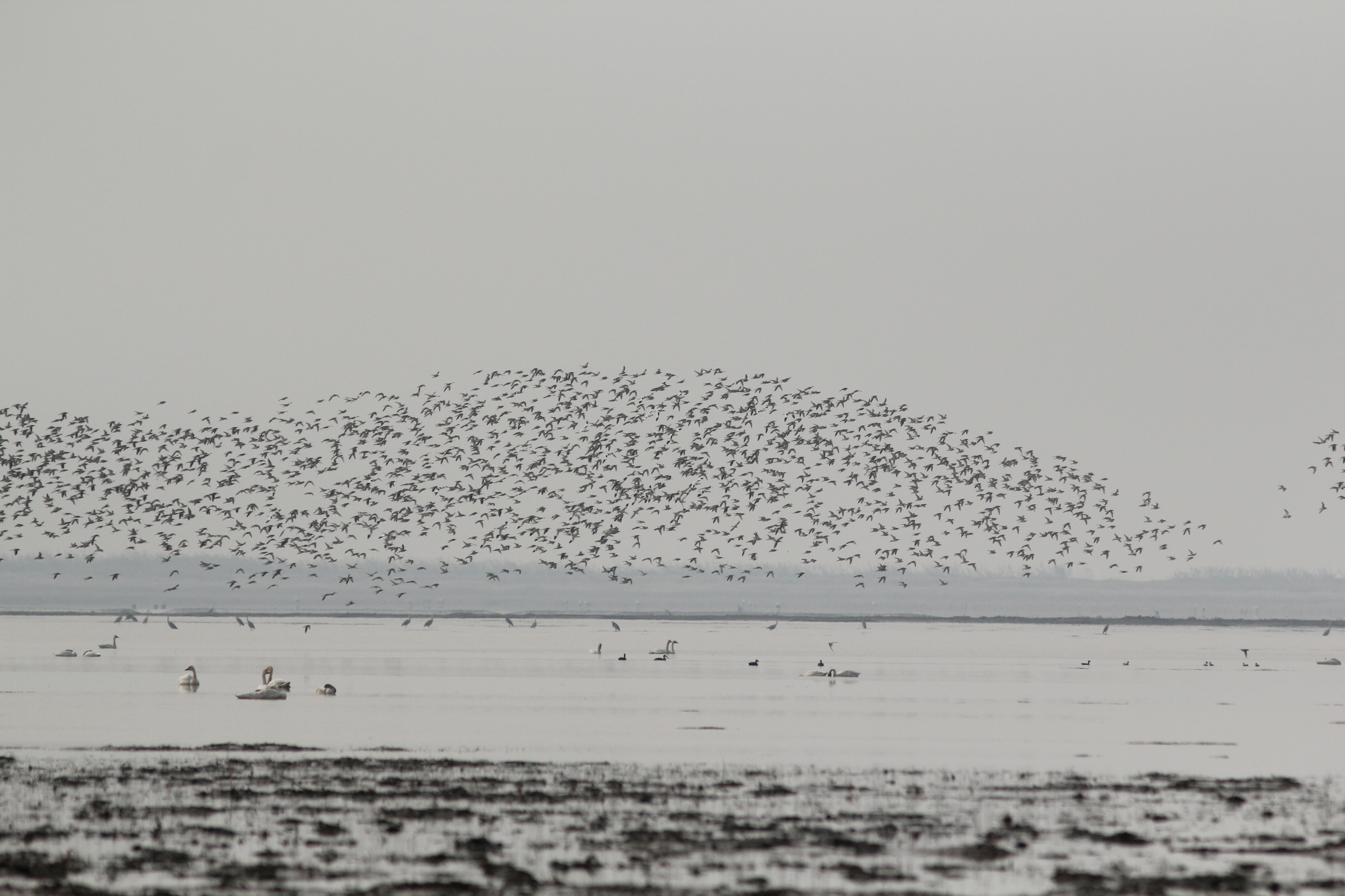 Overwintering water birds